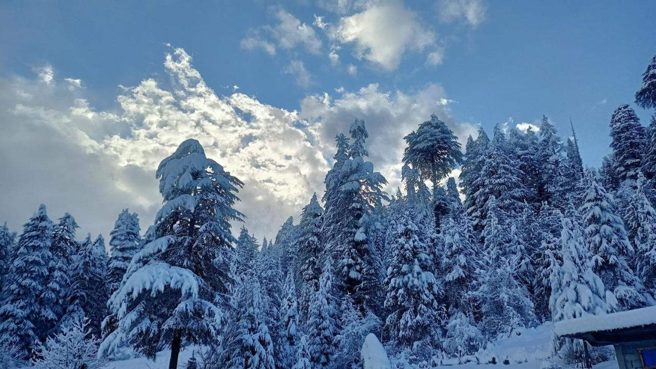 Alpine And