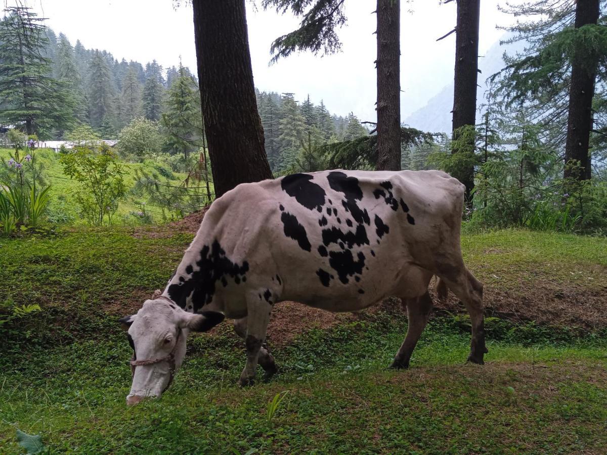 Alpine And Farm stay